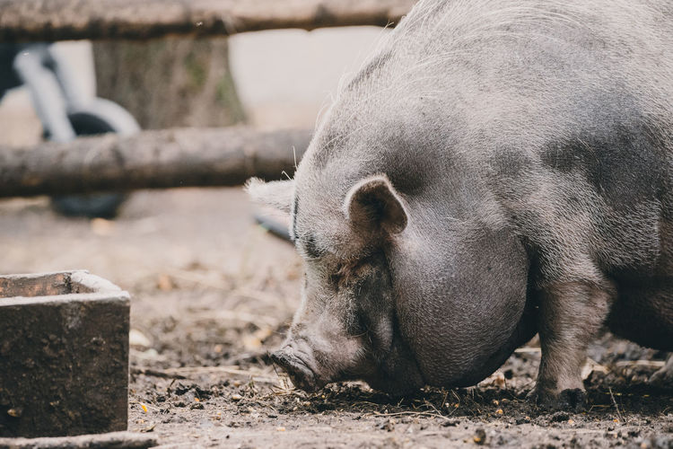 Pig by fence on field
