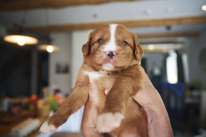 Pet owner holding cute puppy in hands in home kitchen. duck tolling retriever looking at camera.