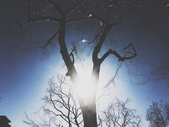 Low angle view of trees against sky