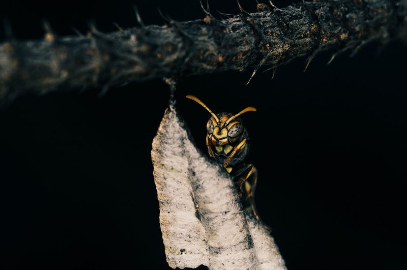 Close-up of insect on plant against black background