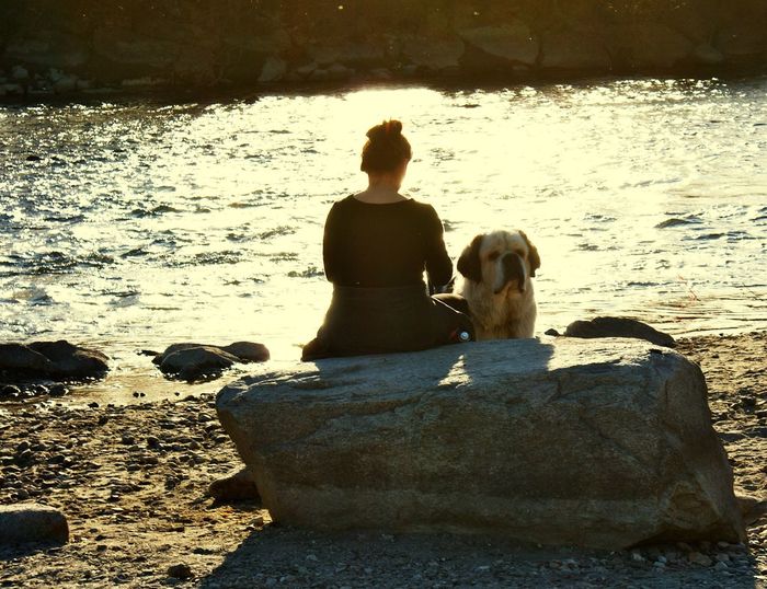Dog sitting on rock at beach