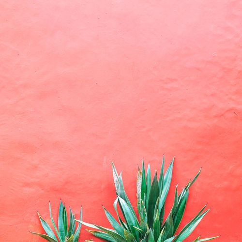 Plants on pink concept. aloe on pink background wall. minimal art
