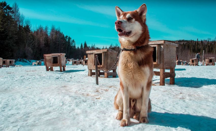 Sled dog striking a pose on snow 