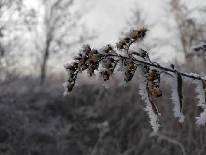 Close-up of frozen plant on snow covered tree