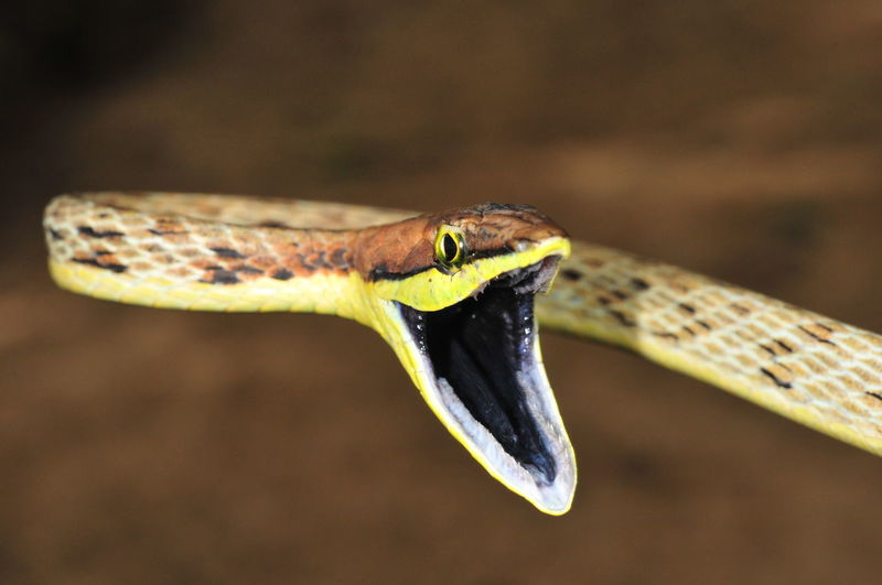 Close-up of alert snake with mouth open