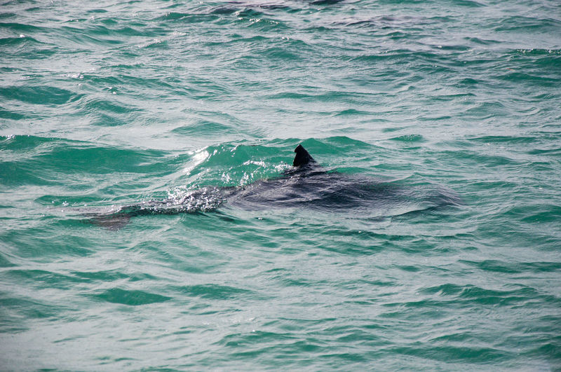 Aquatic mammal swimming in sea