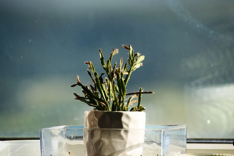Pot plant on window sill