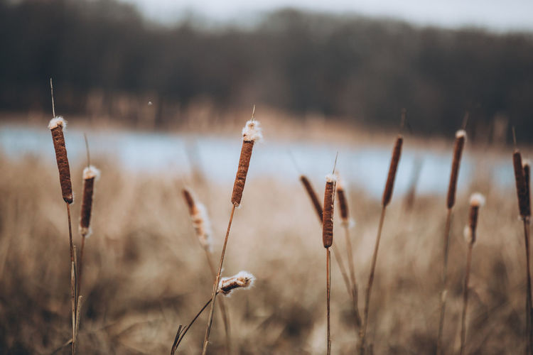 Cat tails in winter 