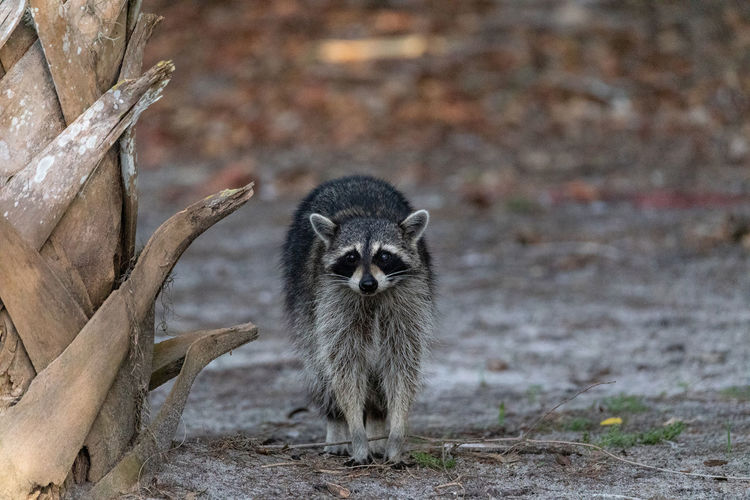 Young raccoon procyon lotor creeps forward as he forages for food in naples, florida.