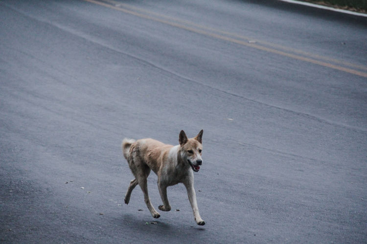 Dog walking on road