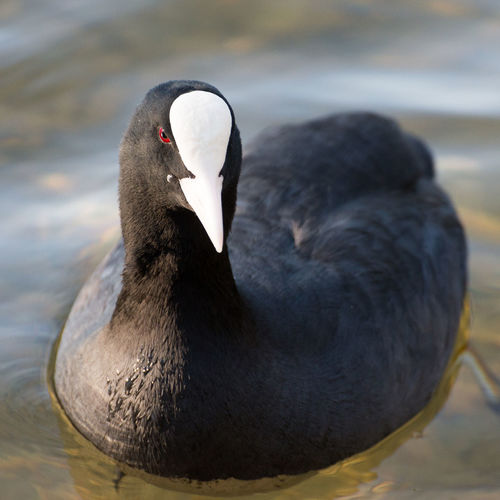 Close-up of coot swimming in lake