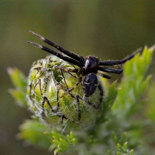 Close-up of insect
