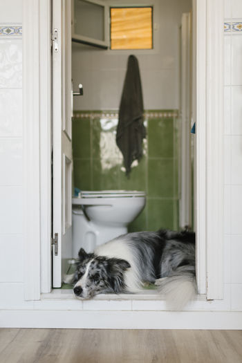 Adorable shaggy border collie with dappled muzzle sleeping in doorway of bathroom with toilet and green tile in light apartment