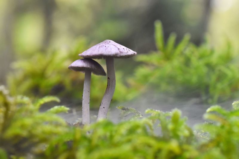 Close-up of mushrooms growing on field in forest during foggy weather