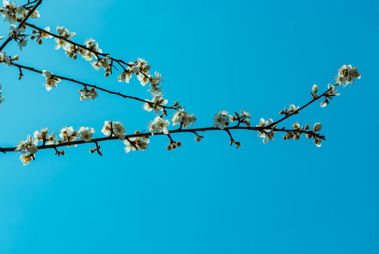 Low angle view of plum blossom against blue sky