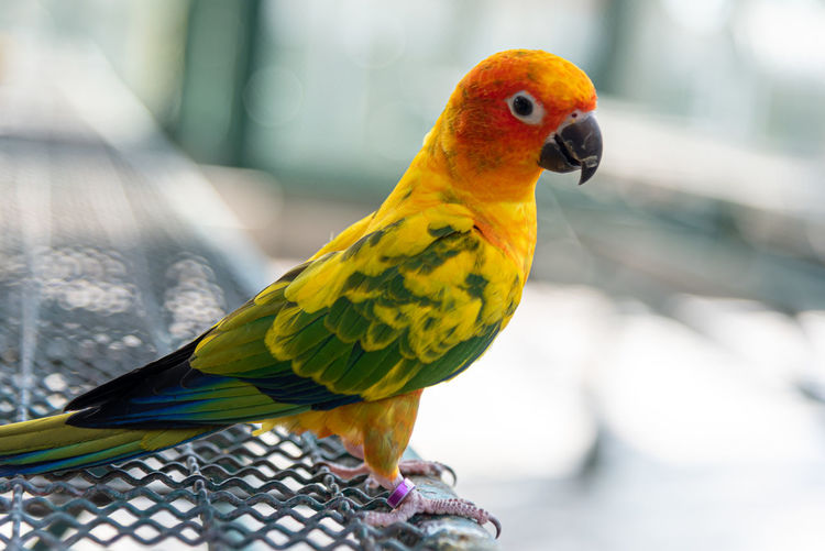Close-up of parrot perching