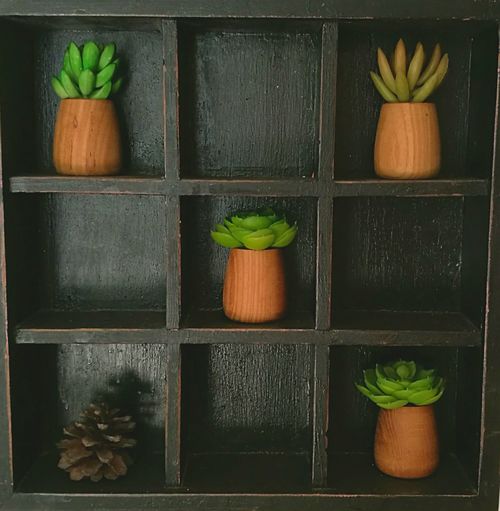Pot plants on shelf