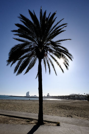Silhouette palm trees on field against clear sky