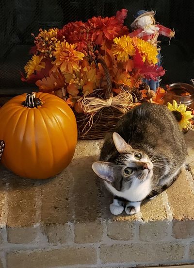 High angle view of cat by pumpkin