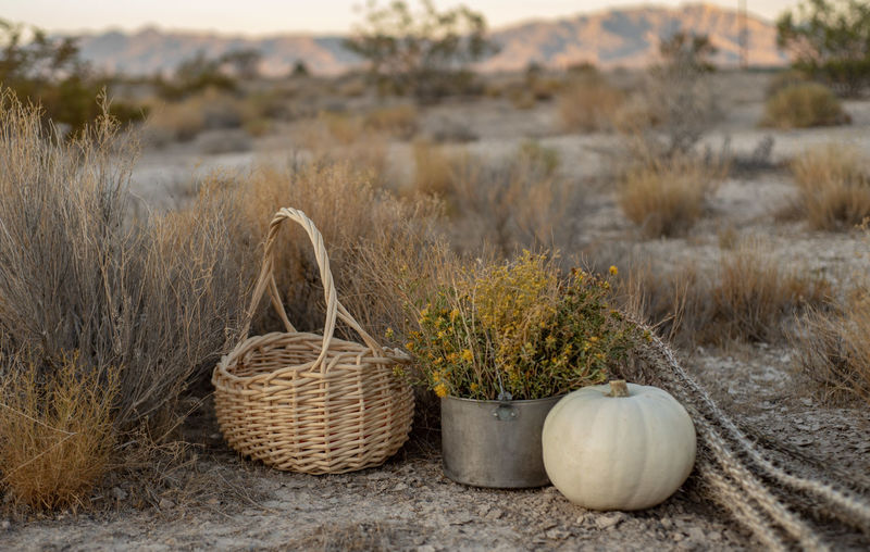 White pumpkin, wildflowers, dried cactus, basket in mojave desert autumn earth colors