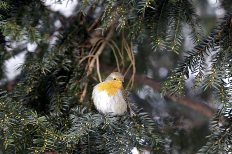 Close-up of a robin on tree