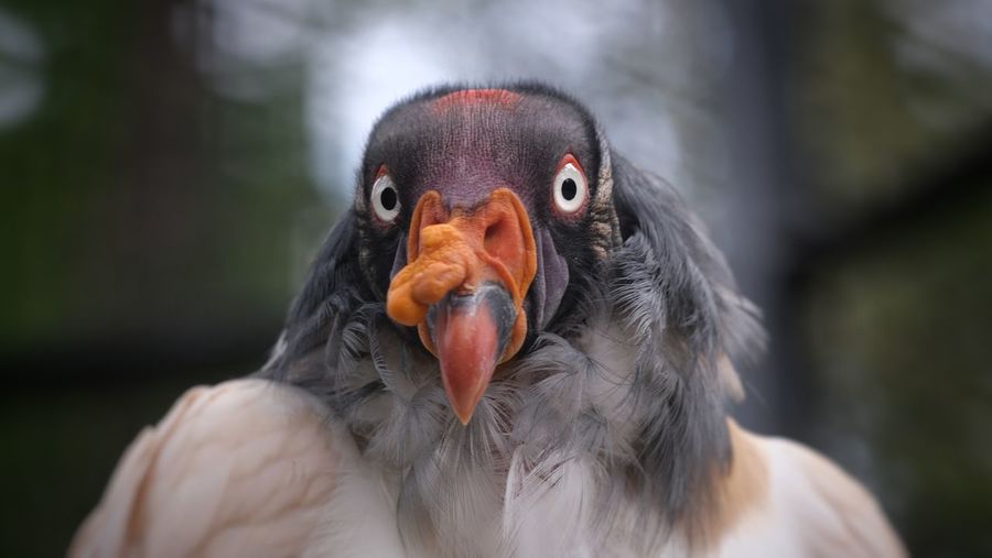 Close-up portrait of eagle