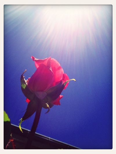 Low angle view of flowers blooming against sky