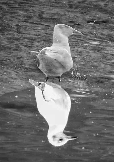 Close-up of swan perching on lake