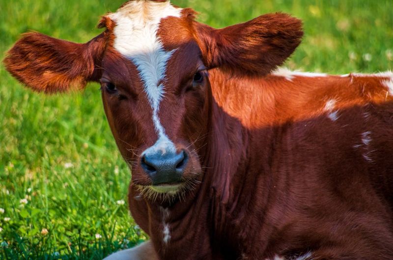 Close-up portrait of cow