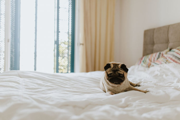 Pug dog relaxing on bed at home