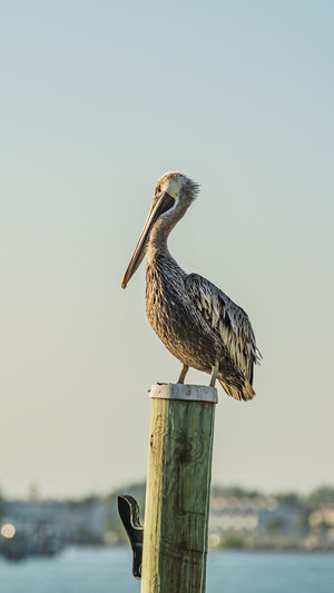 Bird perching on wooden post