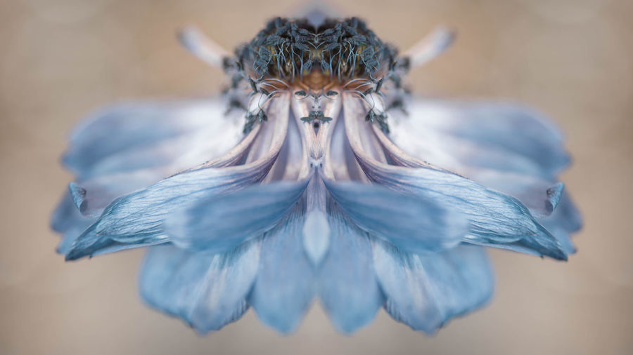 Close-up of a blue anemone flower