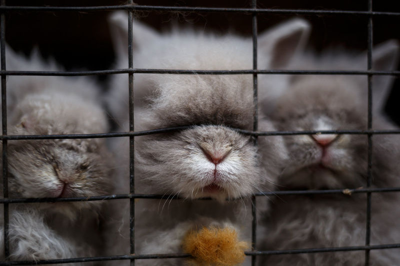 Close-up of cats sleeping in cage