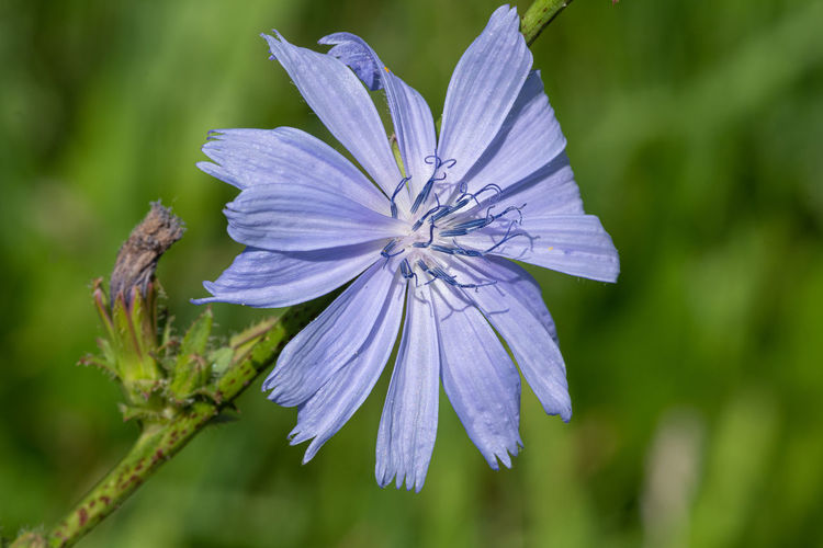 Close up of a common chicory flower in bloom