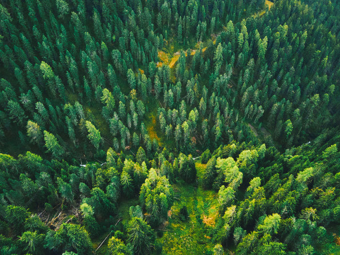 High angle view of pine trees in forest on different levels