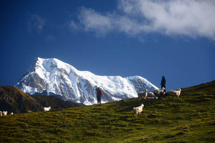 Sheep on mountain against sky