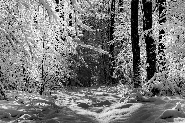 Digital composite image of trees in forest during winter