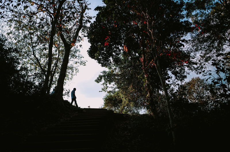 Low angle view of silhouette person standing by tree in forest