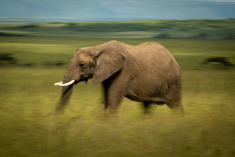 Slow pan of walking african bush elephant