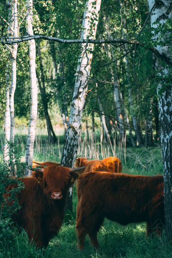 Cows on field against trees