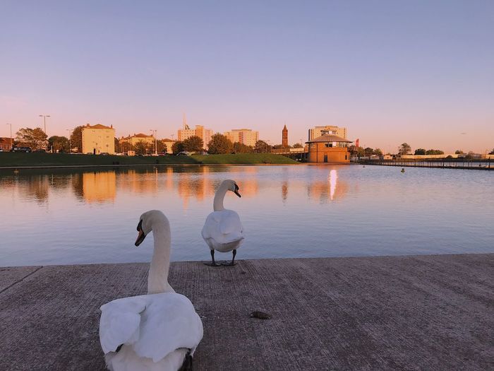 Swans on lake in city against sky during sunset