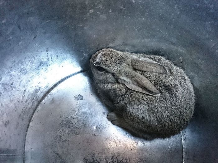 High angle view of bunny in container