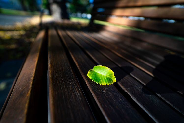 Close-up of leaves on wooden table