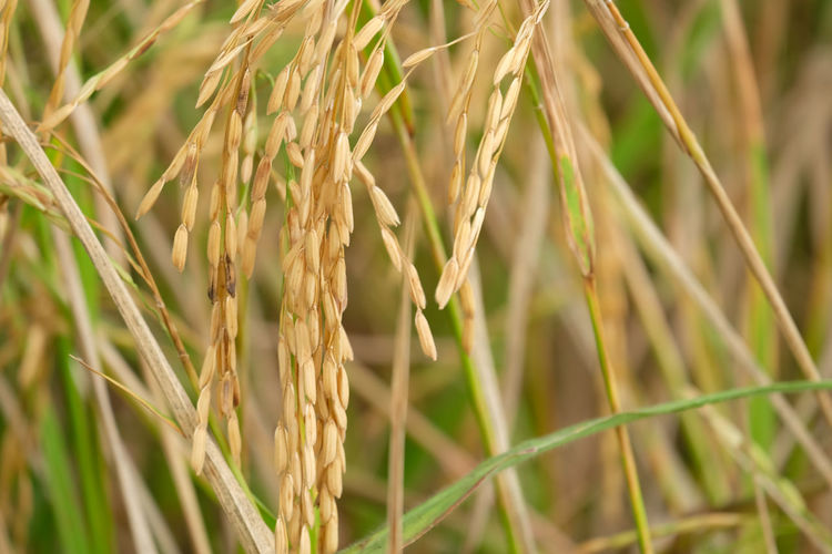Close-up of rice in field