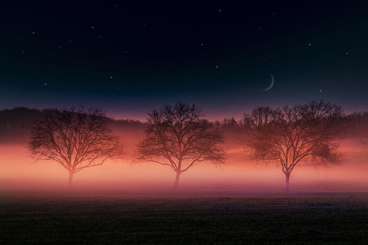 Bare trees on field against sky at night