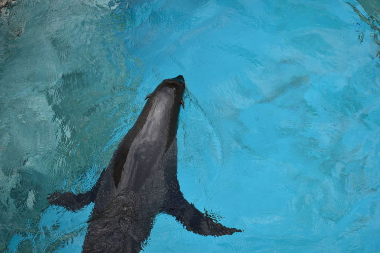 High angle view of a south african fur seal in swimming pool
