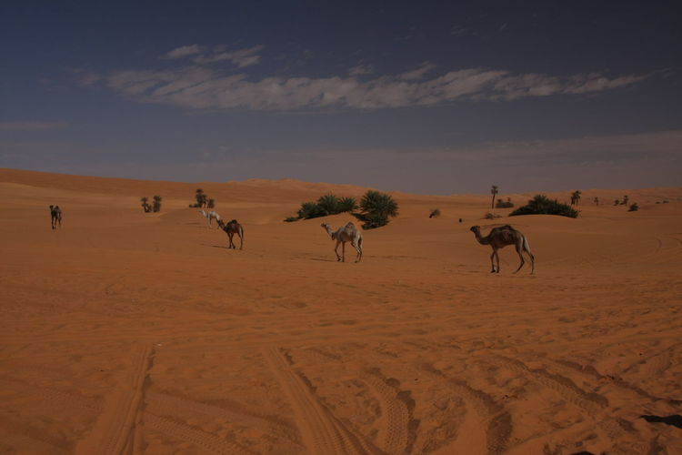 View of a desert with camels at an oasis