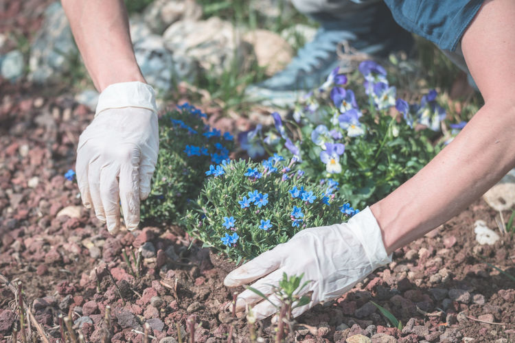 Woman planting in garden