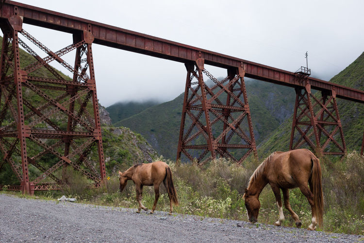 Horses on a bridge