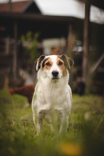 Protective jack russell terrier with a calm and affectionate expression stands